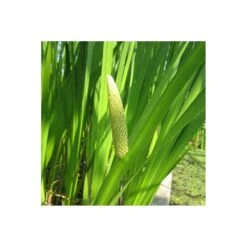 Acorus Calamus - Sweet Flag
