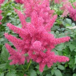 Astilbe Red - False Goats Beard