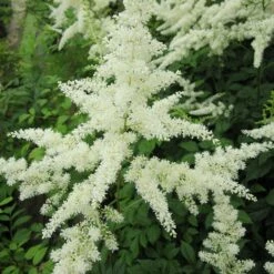 Astilbe White - False Goats Beard