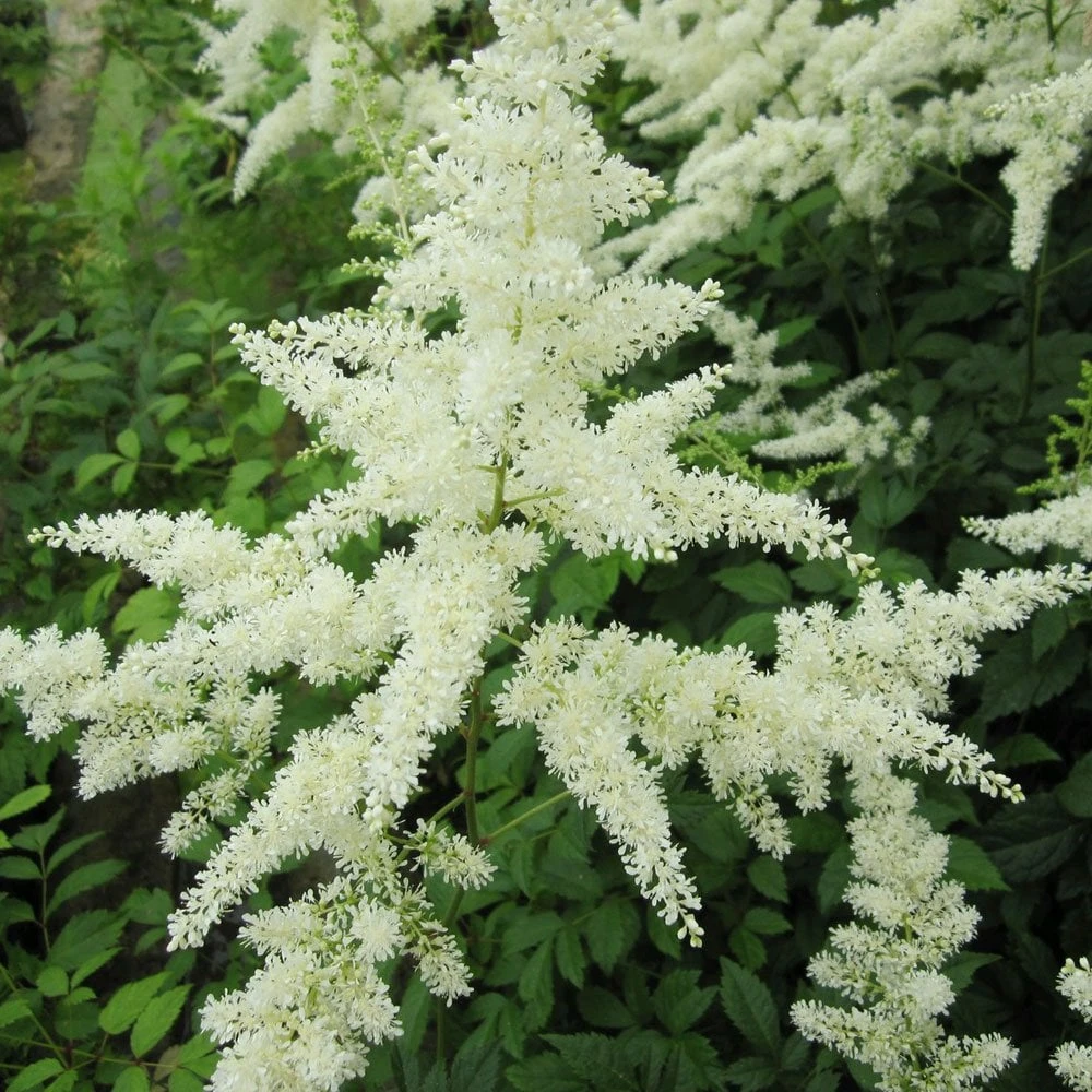 Astilbe White - False Goats Beard