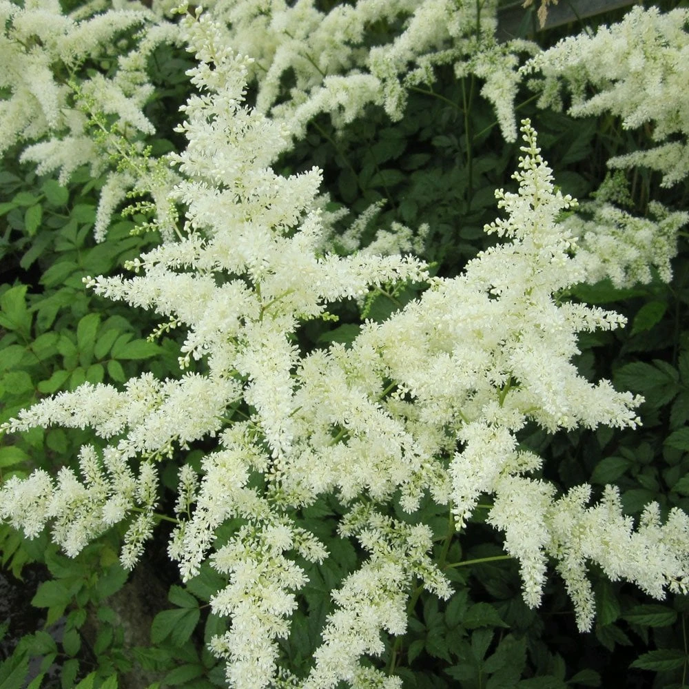 Astilbe White - False Goats Beard - Image 2