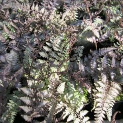 Athyrium Niponicum Metallicum - Japanese Painted Fern