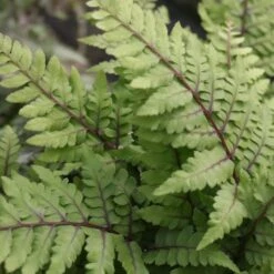Athyrium Otoph Okanum - Eared Lady Fern