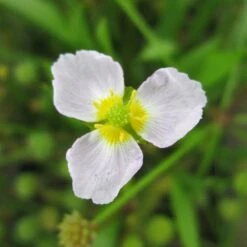Baldellia Ranunculoides - Lesser Water Plantain