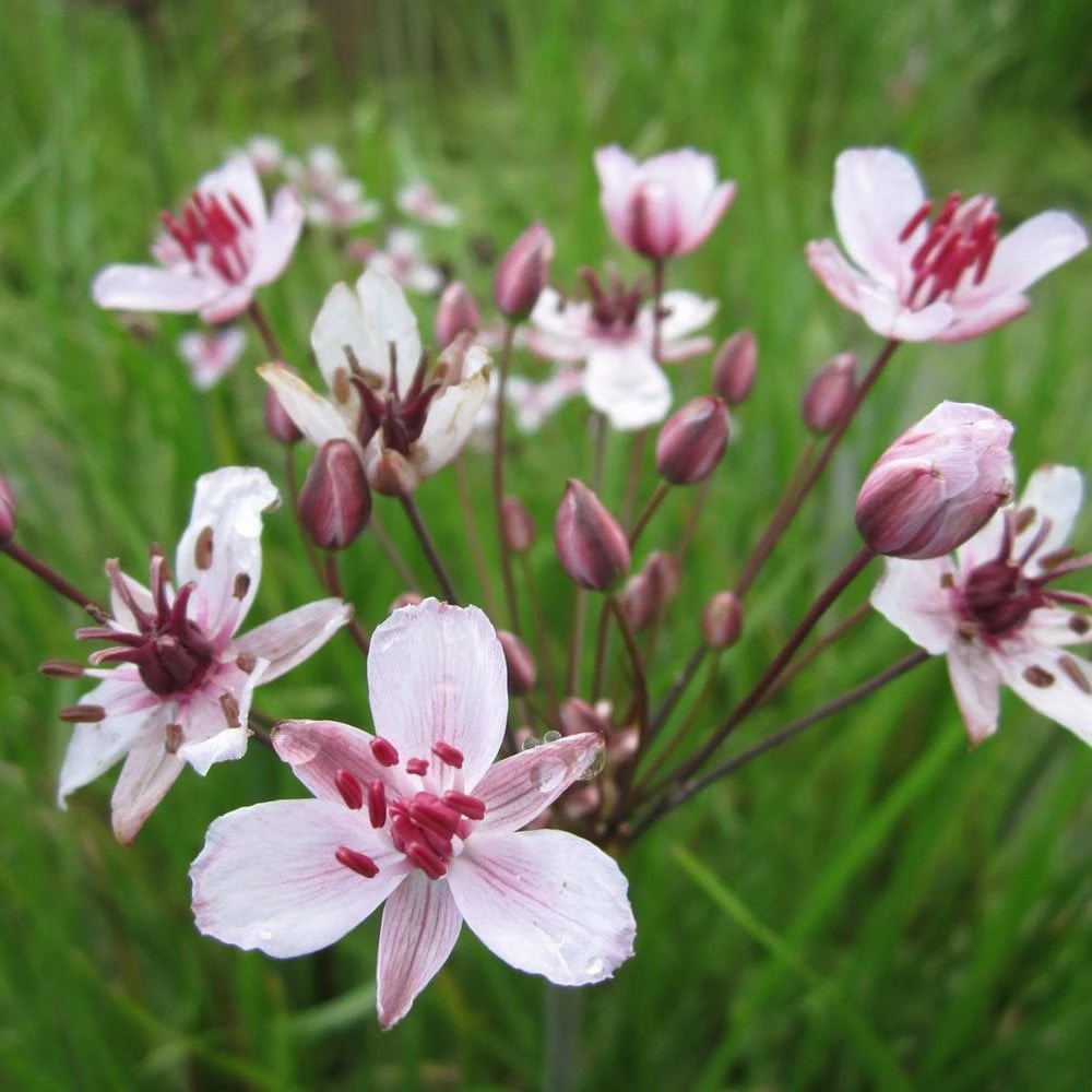 Butomus Umbellatus - Flowering Rush - Image 2