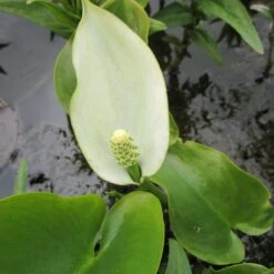 Calla Palustris - Water Arum