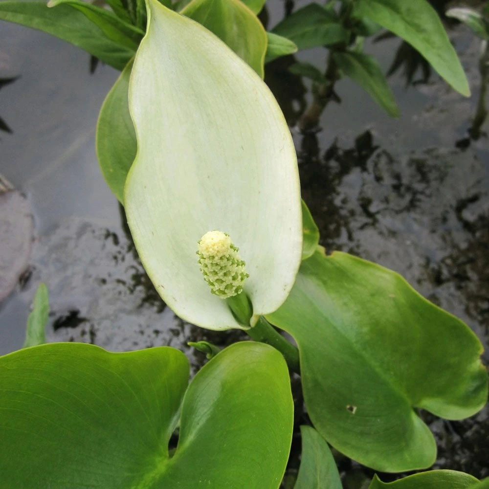 Calla Palustris - Water Arum