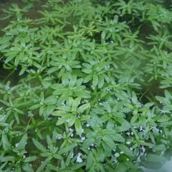 Callitriche Stagnalis - Starwort