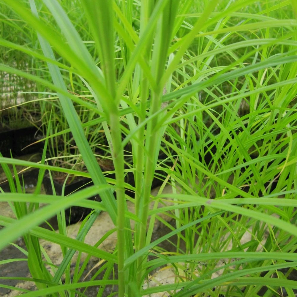 Carex Muskingumensis - Musk Sedge - Image 2