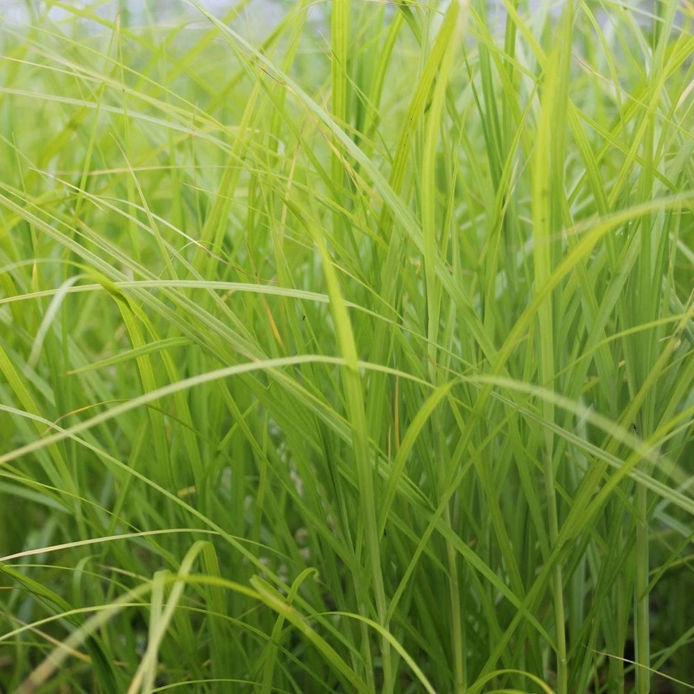 Carex Muskingumensis - Musk Sedge - Image 3