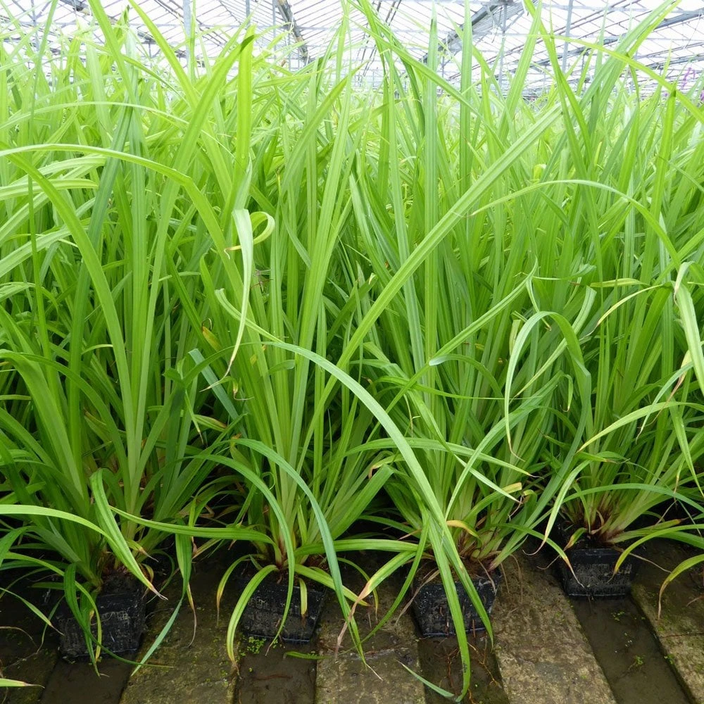 Carex Pendula - Pendulous Sedge - Image 2