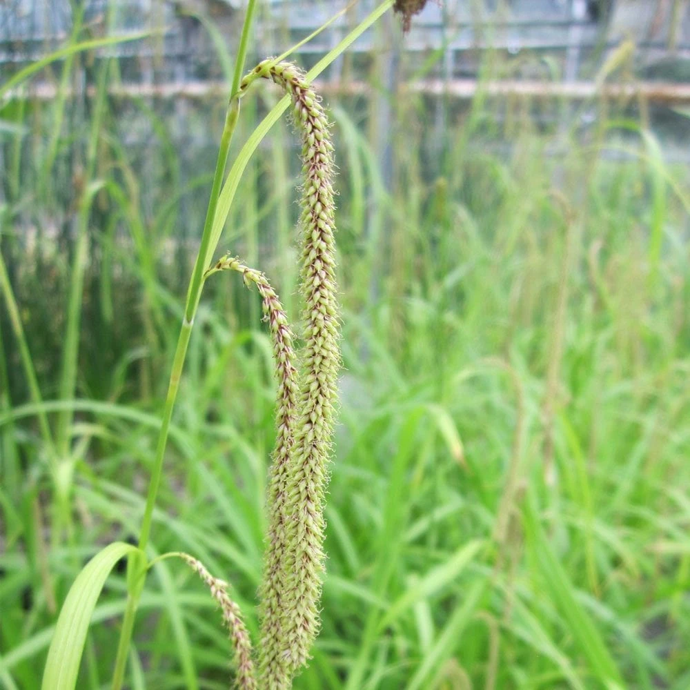 Carex Pendula - Pendulous Sedge - Image 3