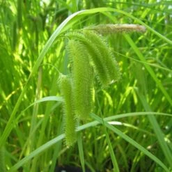Carex Pseudocyperus - Cyperus Sedge