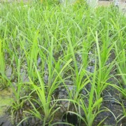 Cyperus Papyrus - Egyptian Paper Rush