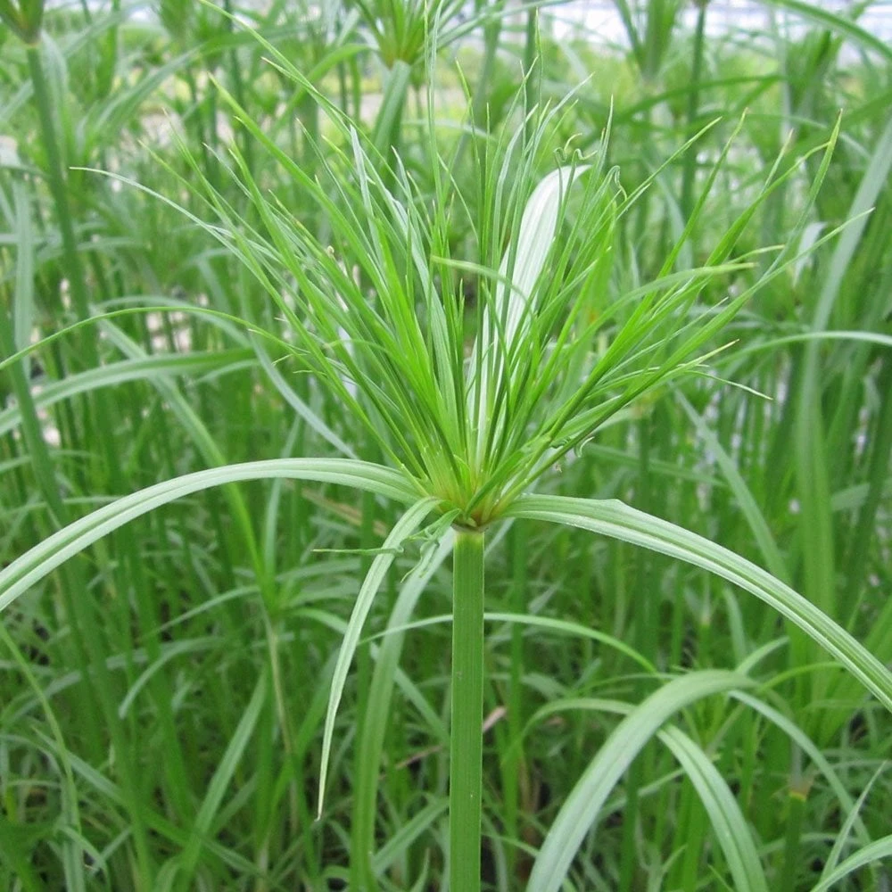 Cyperus Papyrus - Egyptian Paper Rush - Image 2