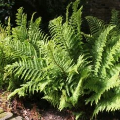 Dryopteris Filix Mas - Male Fern