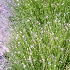 Eleocharis Acicularis - Dwarf Hairgrass