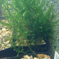 Fontinalis Antipyretica - Willow Moss