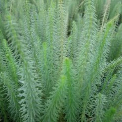 Hippuris Vulgaris - Mares Tail