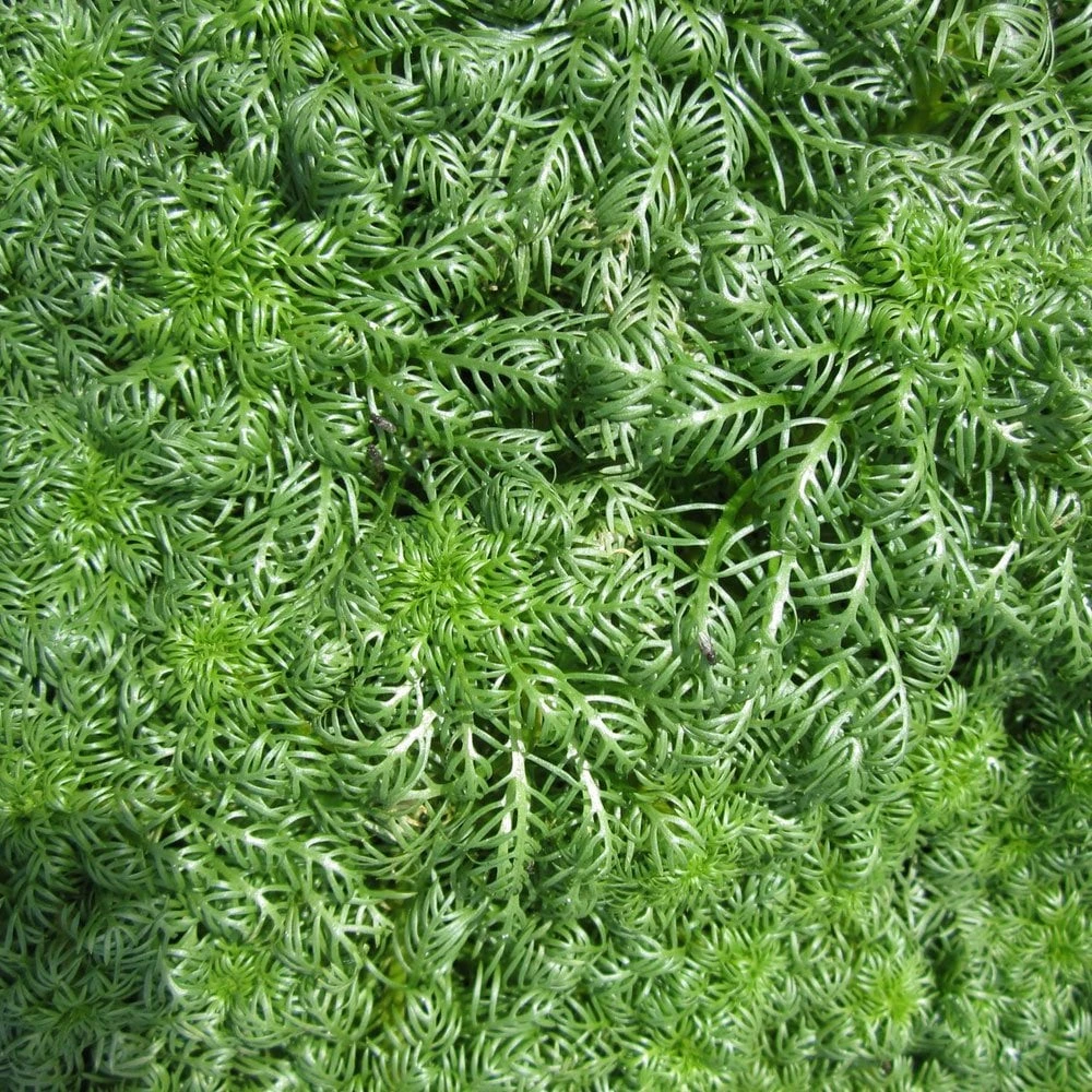 Hottonia Palustris - Water Violet