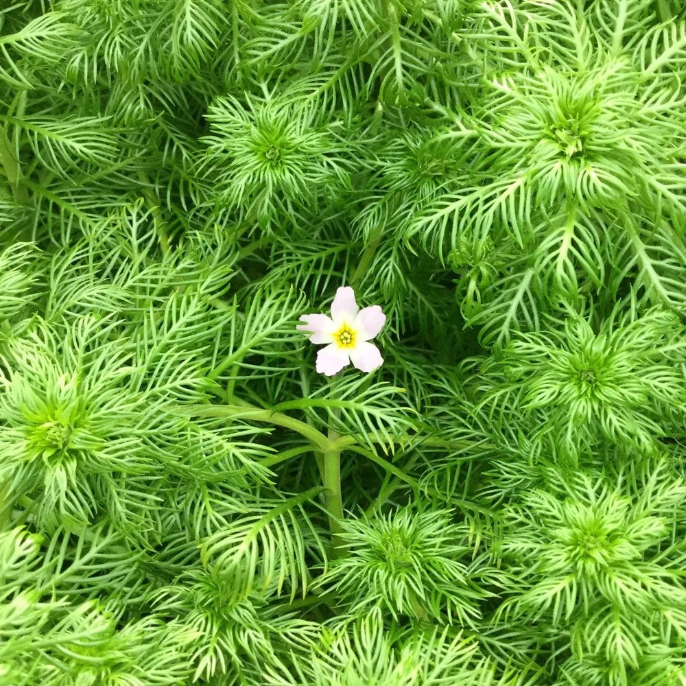 Hottonia Palustris - Water Violet - Image 2