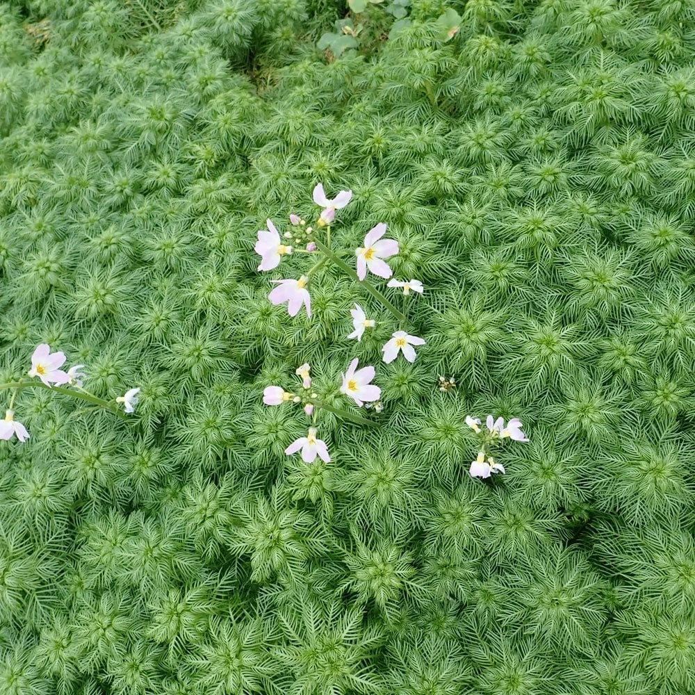 Hottonia Palustris - Water Violet - Image 3