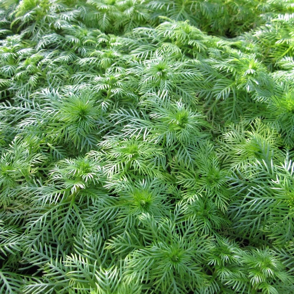 Hottonia Palustris - Water Violet - Image 4