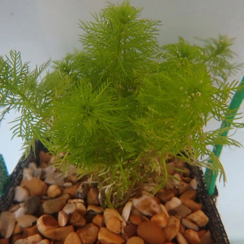 Hottonia Palustris - Water Violet - Image 5