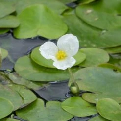 Hydrocharis Morsus Ranae - Frogbit