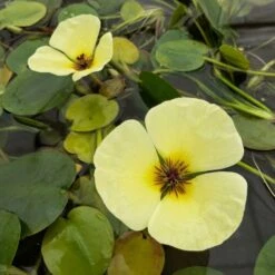 Hydrocleys Nymphoides - Water Poppy