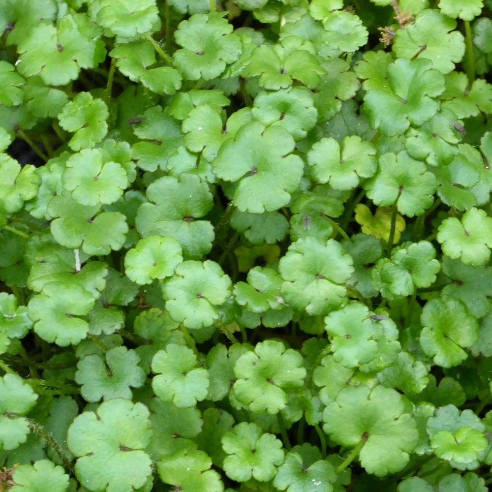 Hydrocotyle Nova Zealand - Miniature Pennywort