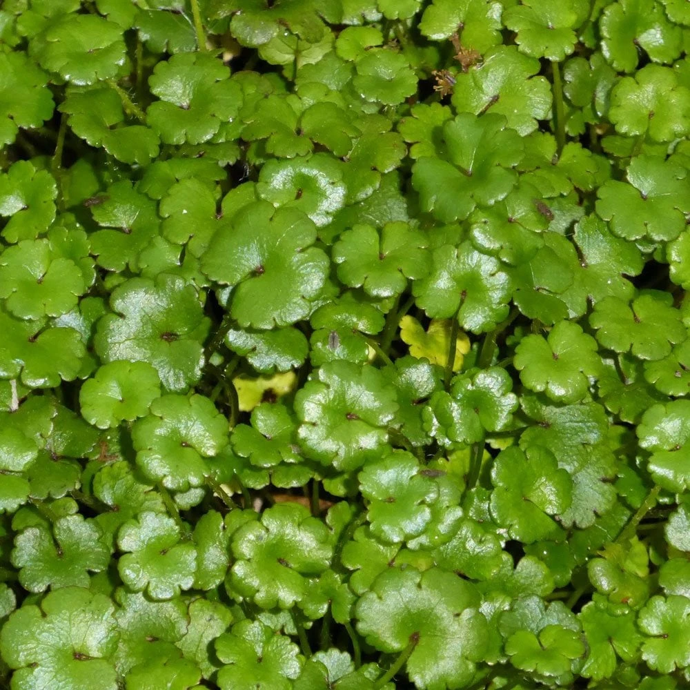 Hydrocotyle Nova Zealand - Miniature Pennywort - Image 2