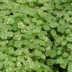 Hydrocotyle Sibthorpioides Variegata - Crystal Confetti