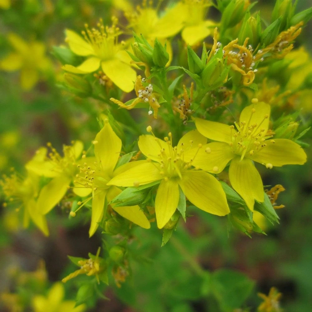 Hypericum Tetrapterum - Square Stalked St Johns Wart - Image 2