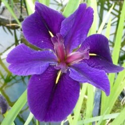 Iris Louisiana Black Gamecock