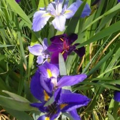 Iris Louisiana Mixed