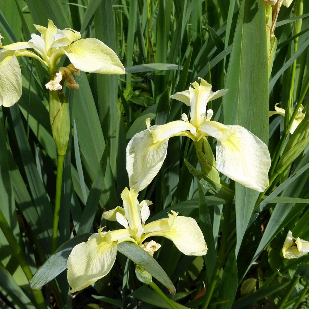 Iris Pseudacorus Bastardii