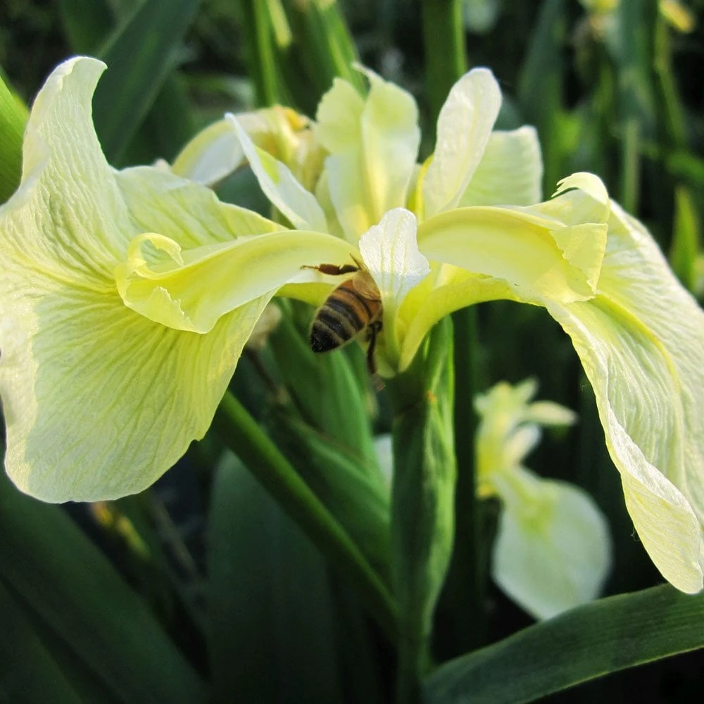 Iris Pseudacorus Bastardii - Image 2