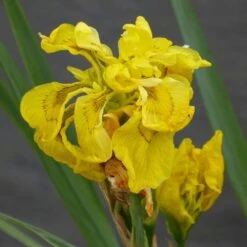 Iris Pseudacorus Flore Pleno - Double Yellow Flag