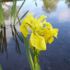 Iris Pseudacorus - Yellow Flag