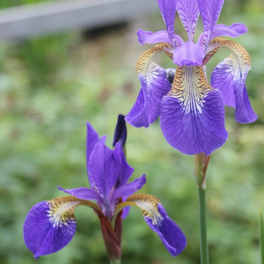 Iris Sibirica - Siberian Flag
