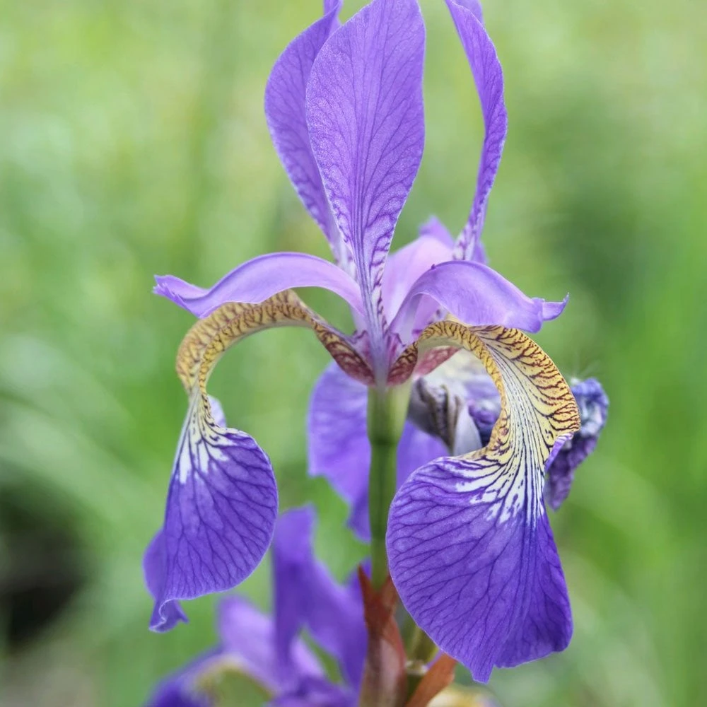 Iris Sibirica - Siberian Flag - Image 2