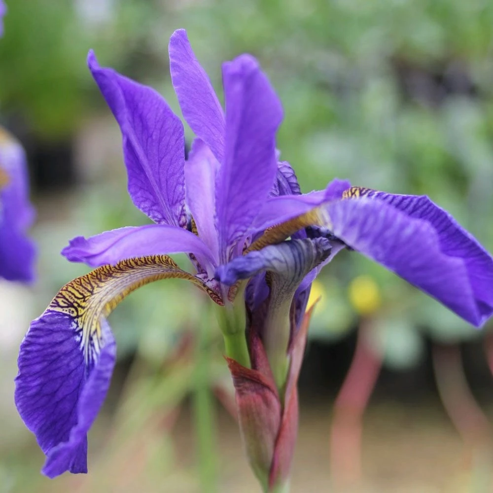 Iris Sibirica - Siberian Flag - Image 3