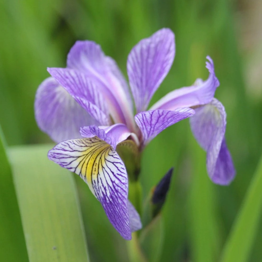 Iris Sibirica - Siberian Flag - Image 4