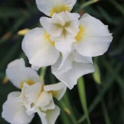 Iris Sibirica Snow Queen
