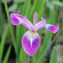 Iris Versicolor Kermesina - Northern Blue Flag