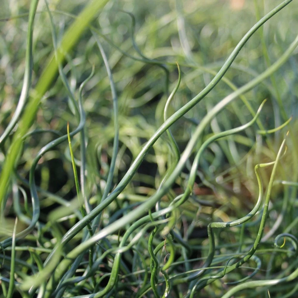Juncus Effusus Spiralis - Corkscrew Rush - Image 2