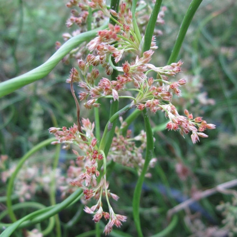 Juncus Effusus Spiralis - Corkscrew Rush - Image 3