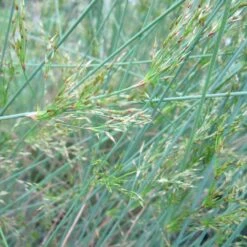 Juncus Inflexus - Hard Rush
