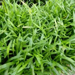 Lilaeopsis Brasiliensis - Brazilian Micro Sword